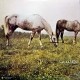 Lucio Battisti,  Amore E Non Amorei - LP-Album 2018